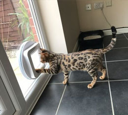 Cat & Dog Flap Installations