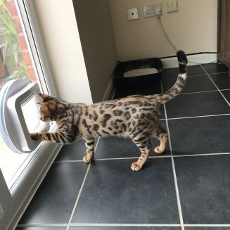 Cat & Dog Flap Installations In Nottingham & Derby&hellip;